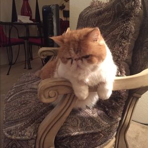 Meet your Posher, Sherry